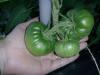 Les tomates de Geneviève 1